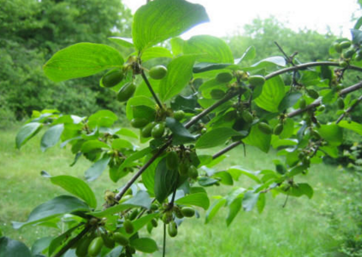  p>康定梾木(学名:swida schindleri (wanger.