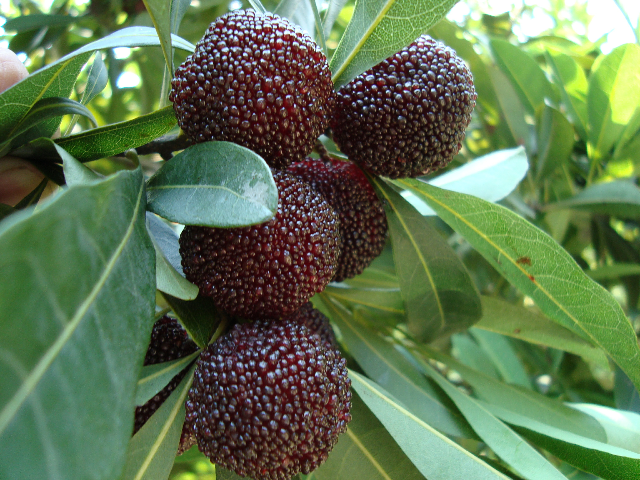  p>舟山晚稻杨梅,浙江省舟山市特产,全国农产品地理标志.