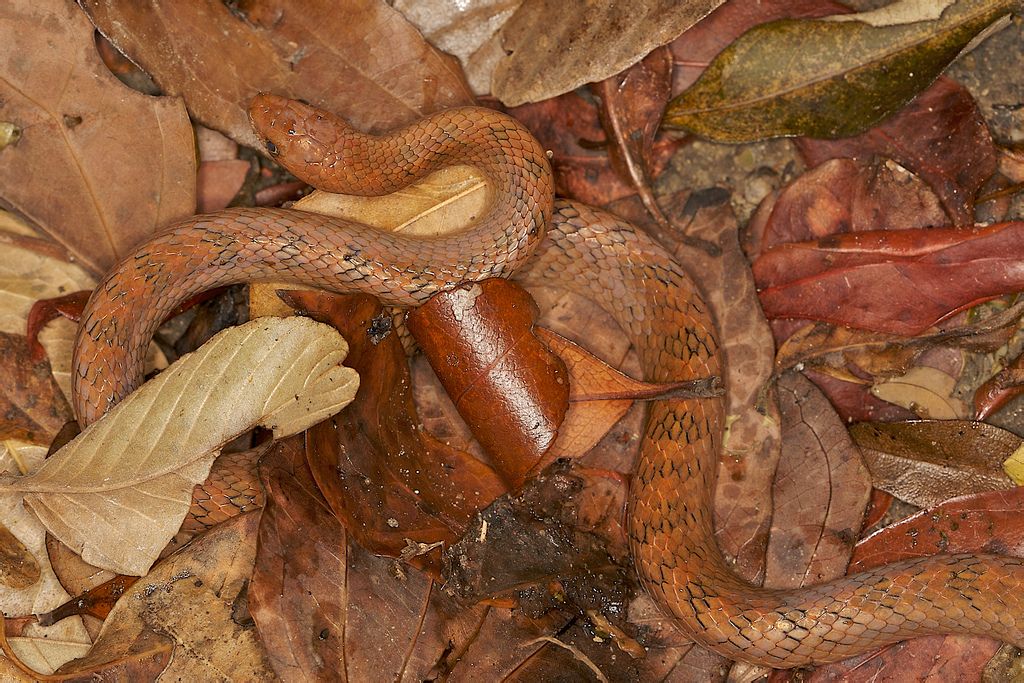  p>紫棕小头蛇(学名:oligodon cinereus)是 a href="#">游蛇科 /a>小