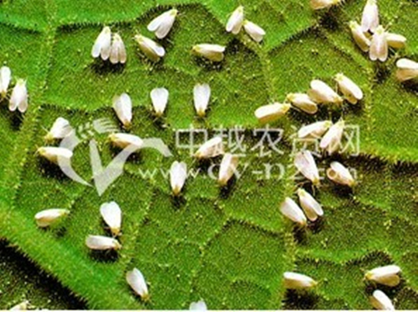 凹缘菱纹叶蝉