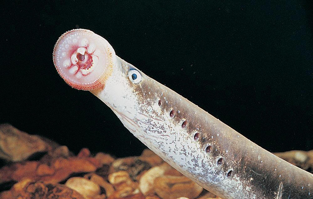  p>日本七鳃鳗( a target="_blank" href="/item/学名/8074290" data