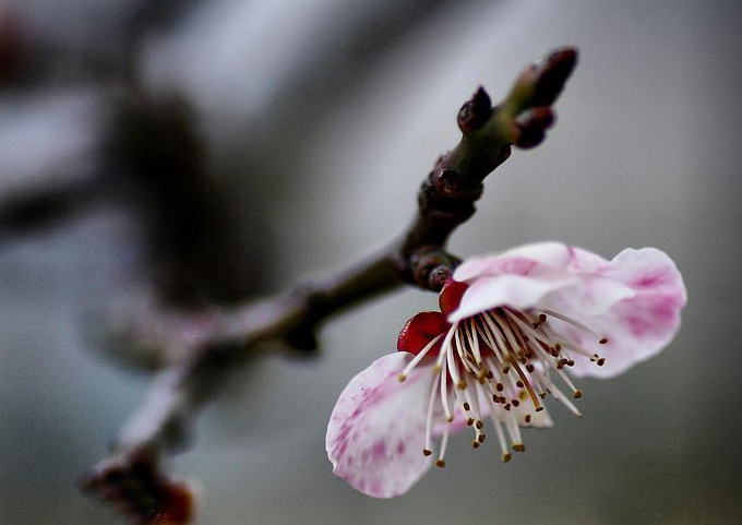  p>洒金梅属 a href="#" data-lemmaid="17439">梅花 /a>品系中真梅系