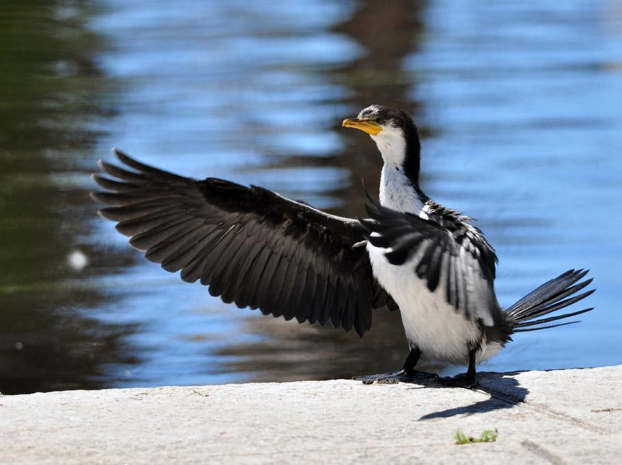  p>小斑鸬鹚是澳洲的3种黑白相间的 a target="_blank" href="/item