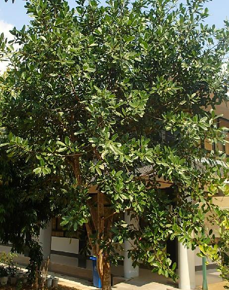  p>钝叶榕(学名: i>ficus curtipes  /i>corne