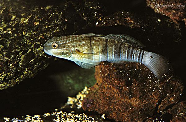  p>虾虎鱼是虾虎鱼科各虾虎鱼种类的统称.