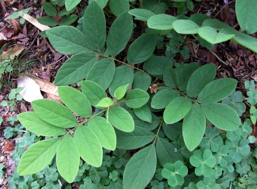  p>香港崖豆藤(millettia oraria dunn)是豆科 a target="_blank"