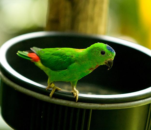  p>蓝冠短尾 a target="_blank" href="/item/鹦鹉/359436" data