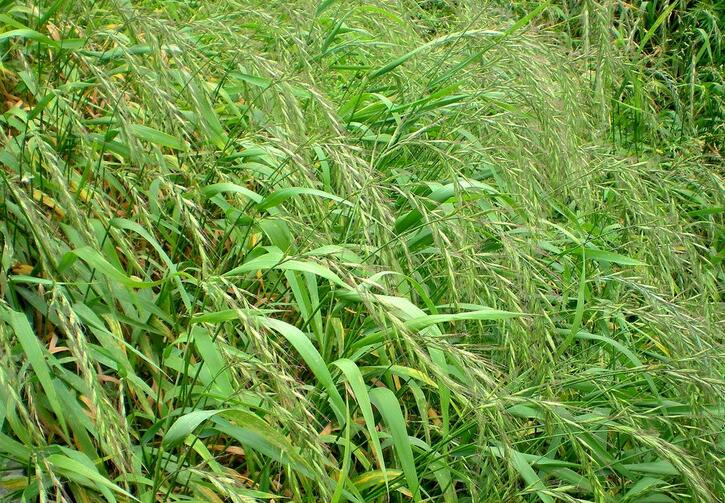 nevski)是禾本科鹅观草属植物,多年生草本.