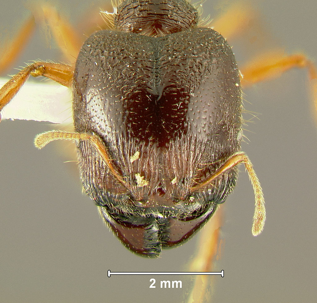 该物种命名更换为"近缘盲切叶蚁") /i> /p> p>近缘盲切叶蚁(carebara