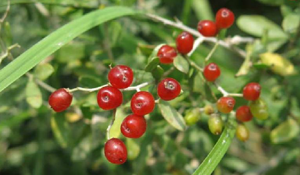 为蒺藜科白刺属植物小果白刺 i>nitraria sibirica  /i>pall.的果实.
