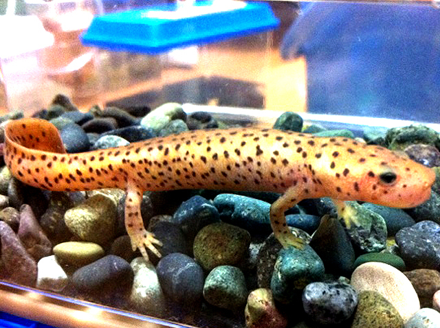  p>黑斑肥螈(学名: i>pachytriton brevipes /i>)是蝾螈科,肥螈属两栖