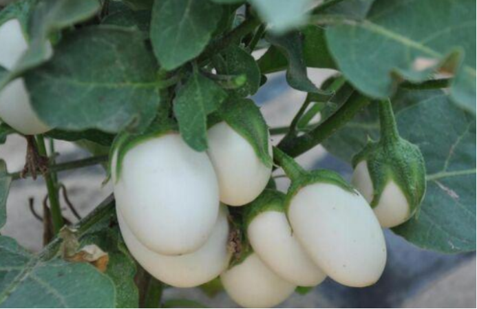 从植物里长出的 鸡蛋 白蛋茄 百科ta说