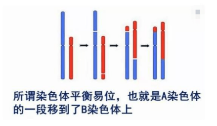 染色体易位_百度百科