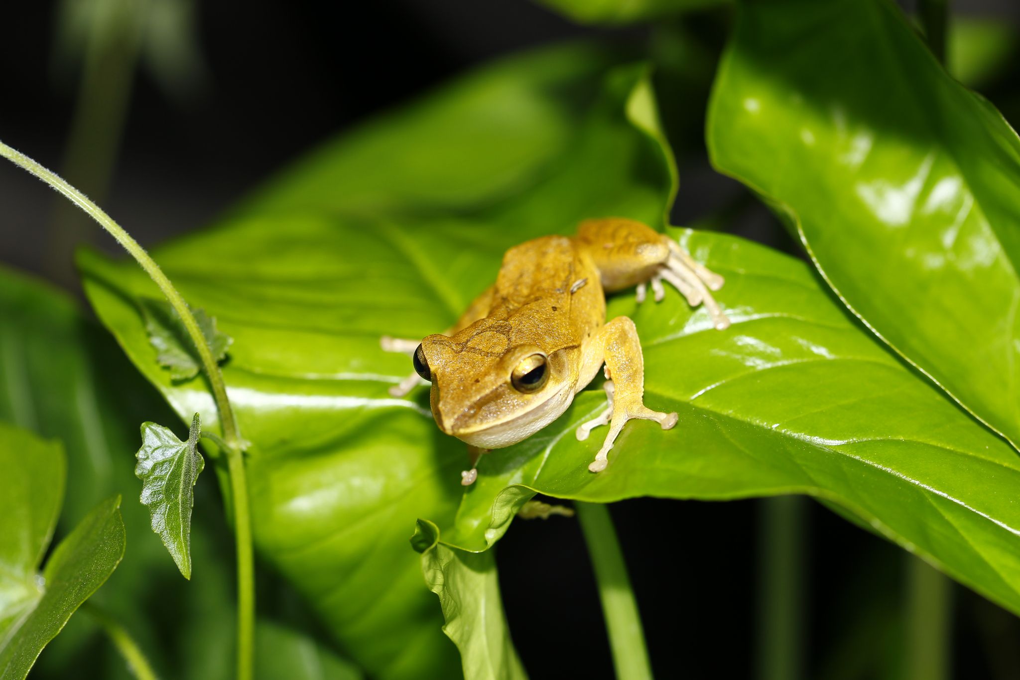  p>斑腿泛树蛙(学名: i>polypedates megacephalus /i>)是树蛙科,泛