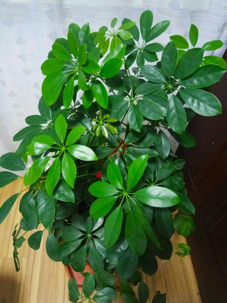schefflera multinervia