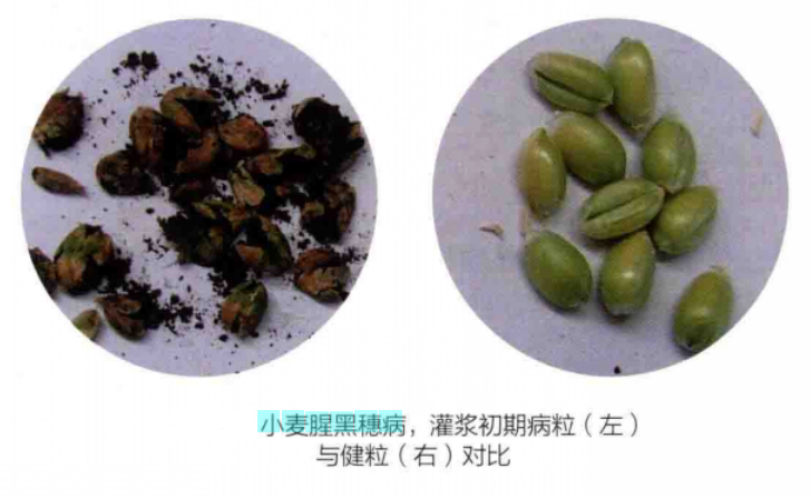 小麦腥黑穗病