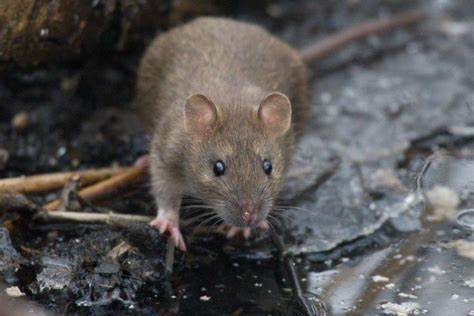 褐家鼠甘肃亚种