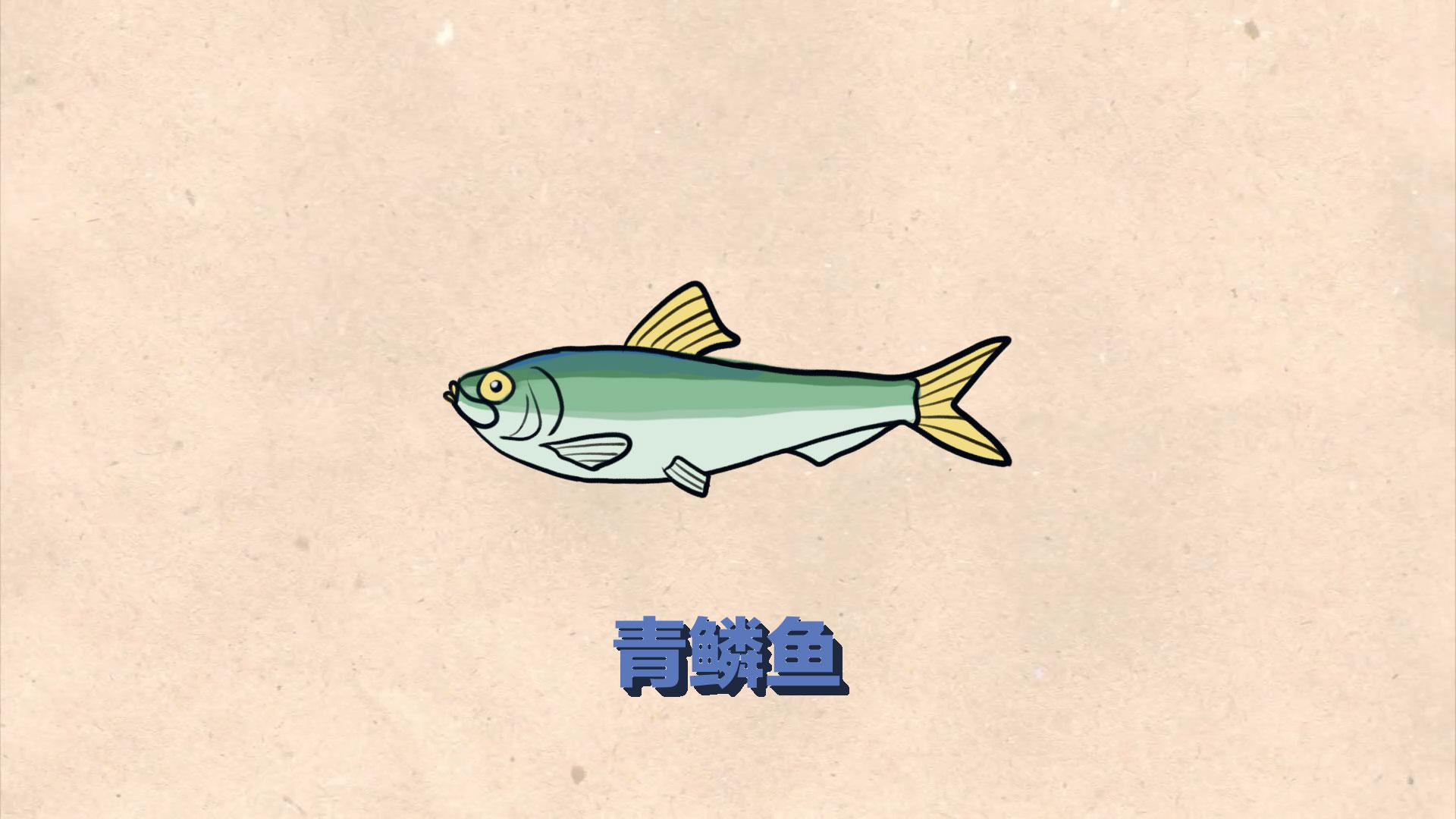 青鳞鱼:硬骨鱼纲动物