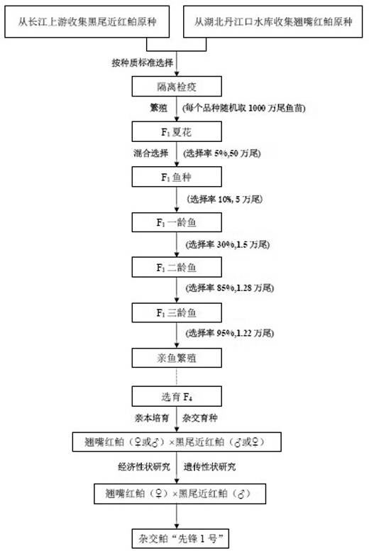 一种翘嘴红鲌与黑尾近红鲌间远缘杂交育种方法