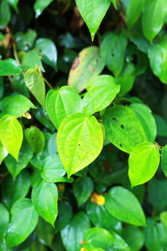 蒌叶（胡椒科胡椒属植物）_百度百科