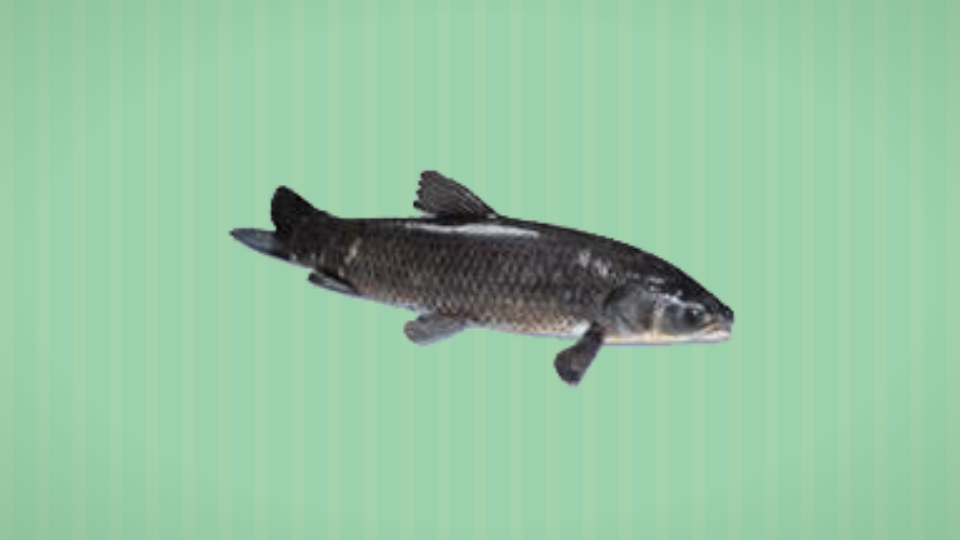 青根鱼:淡水鱼中的上品