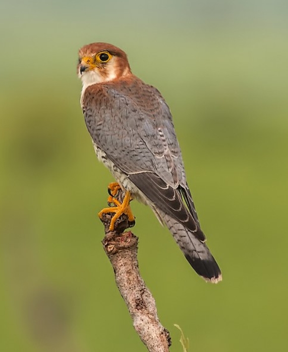  p>红头隼(学名: i>falco chicquera /i>):是隼科,隼属的一种 a