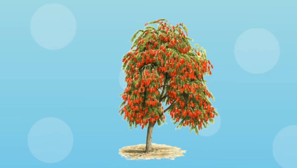 红千层:颜值高又香喷喷的小乔木