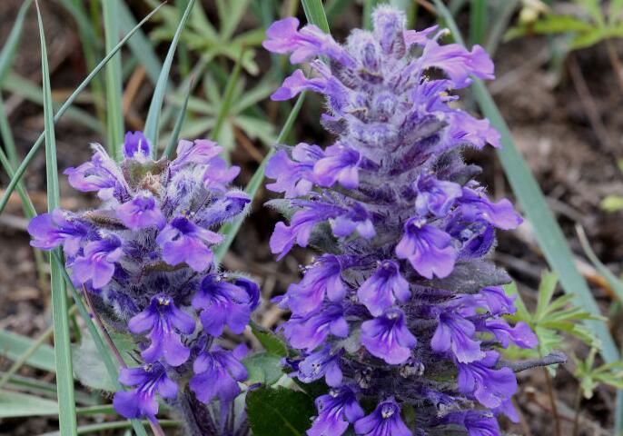 无毛大籽筋骨草