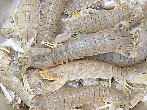 海鲜界隐藏的美食家——虾爬子_百科TA说
