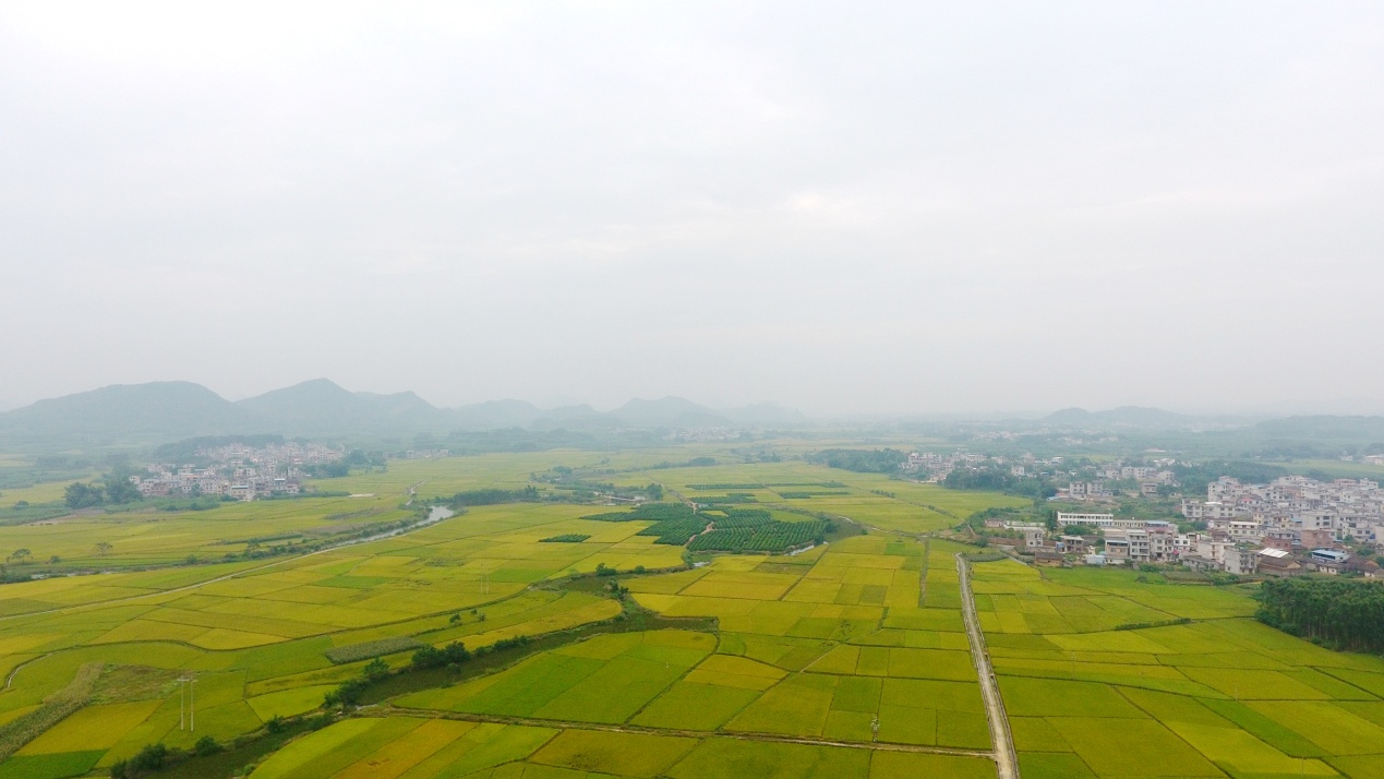 data-lemmaid="163178">广西壮族自治区 /a>来宾市象州县,地处 a