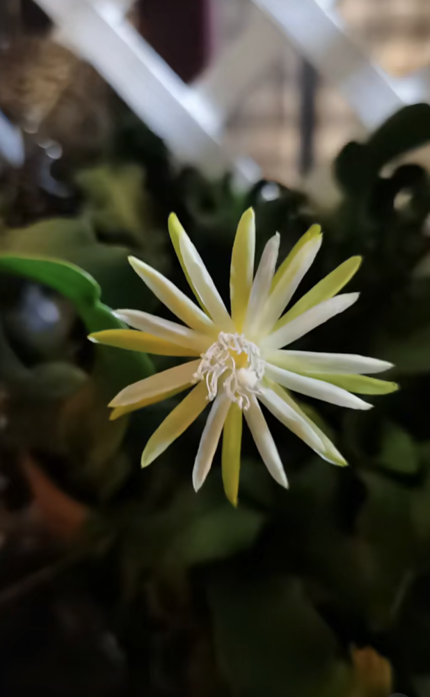  p data-id="tmbzcjiaocix">卷叶昙花:是仙人掌科,令箭荷花属的植物.