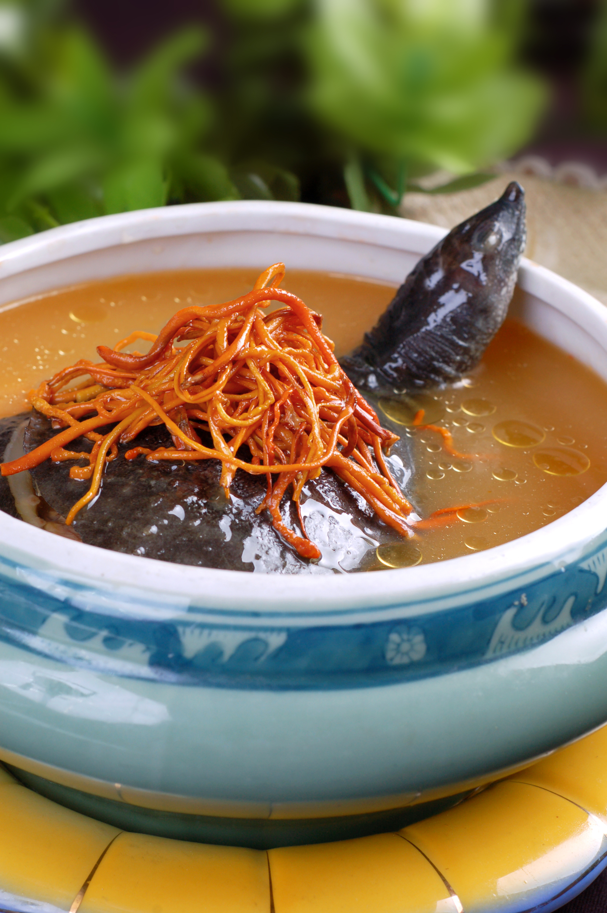  p>虫草炖甲鱼是江苏省传统的特色名菜,属于苏菜系.补阴阳,益气血.