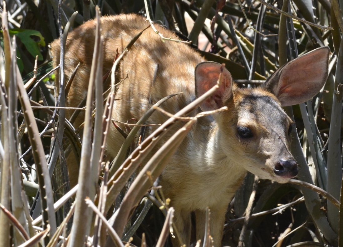  p>灰短角鹿(学名: i>mazama gouazoubira /i>):是鹿科,短角鹿属的