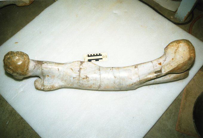 食蜥王龙(saurophaganax)