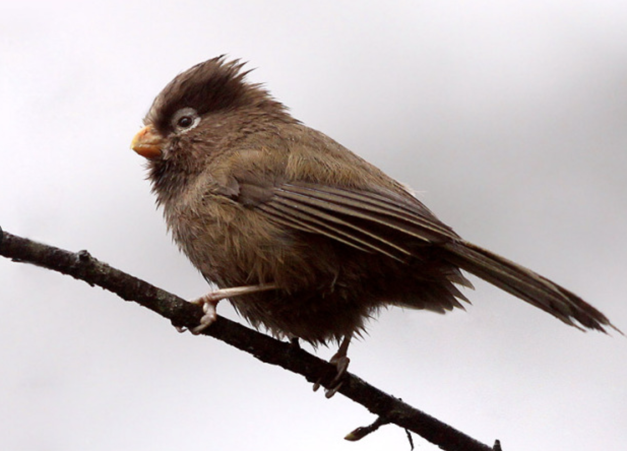  p>三趾鸦雀(学名: i>cholornis paradoxus /i>)是莺科,鸦雀属小型