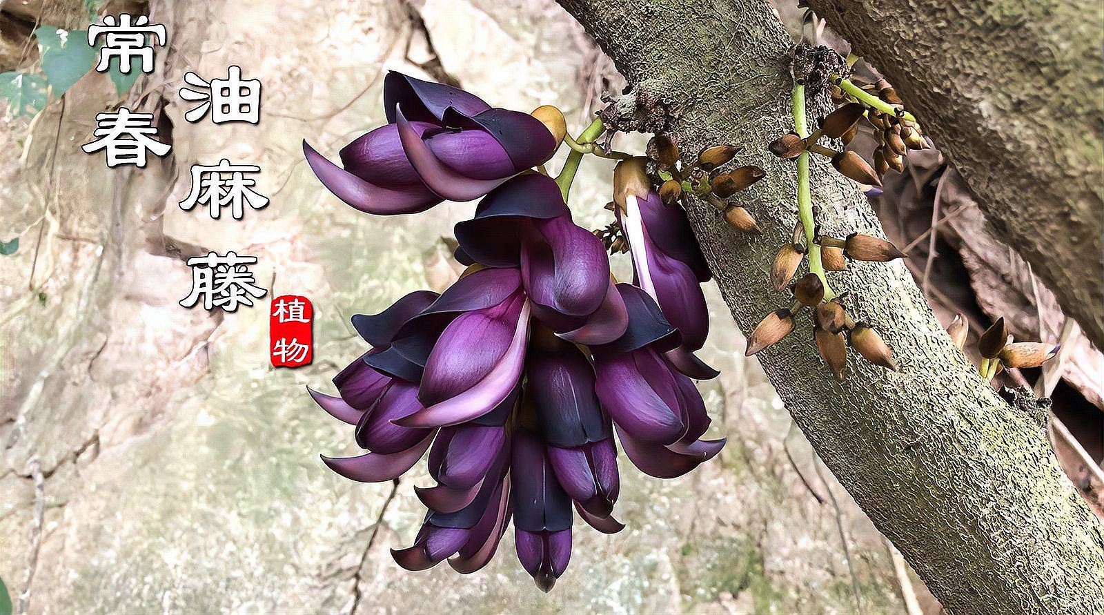 大血藤（木通科大血藤属植物）_百度百科