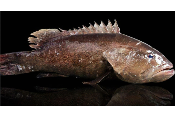 石斑鱼有许多不同的种类,最常见的有花狗斑,红斑,苏鼠斑,泥斑,老鼠斑