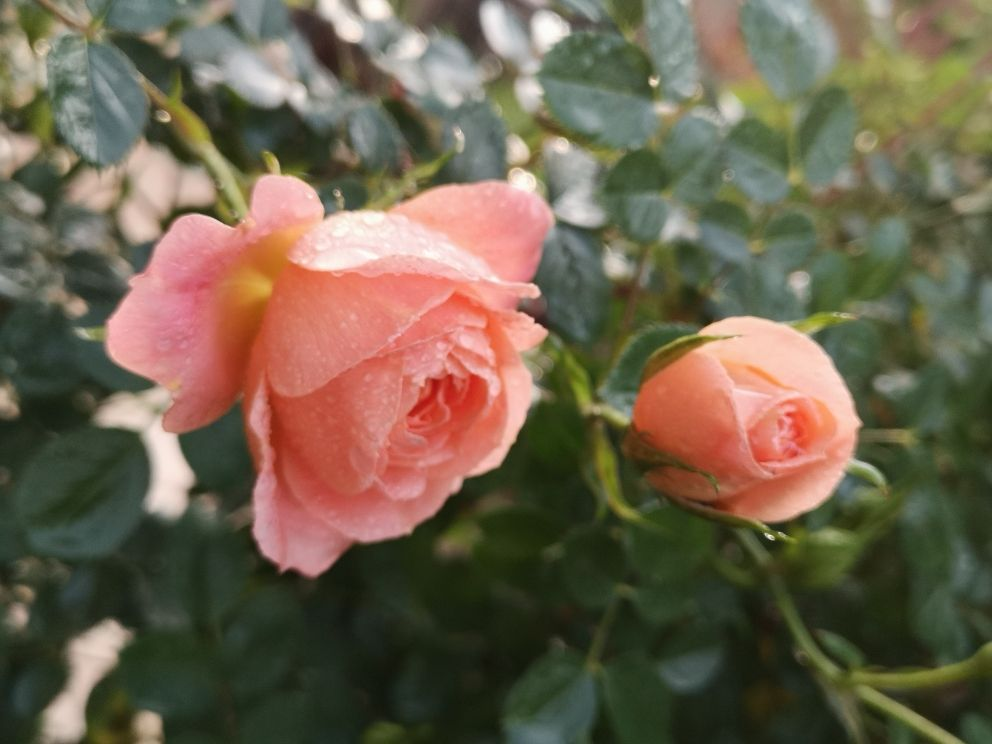 给花添点 大补肥 花越养越好看 呼呼开花摁不住 百科ta说