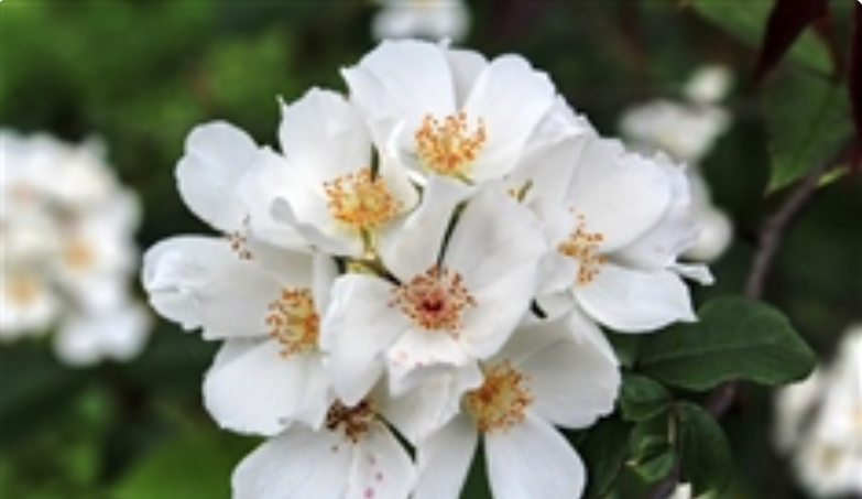  p>悬钩子蔷薇(学名: i>rosa rubus /i>  lévl. et vant.