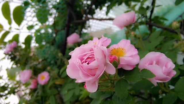 养出高大的蔷薇有技巧 除了地栽 还得来点 特殊肥 百科ta说