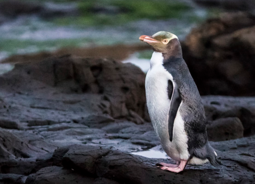  p>黄眼企鹅(学名: i>megadyptes antipodes /i>):属鸟纲,企鹅科,黄眼