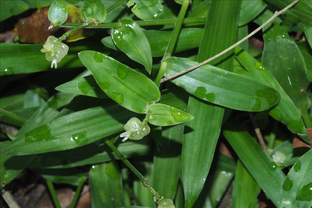 morton ex hong)是鸭跖草科,水竹叶属多年生 a target="_blank" href