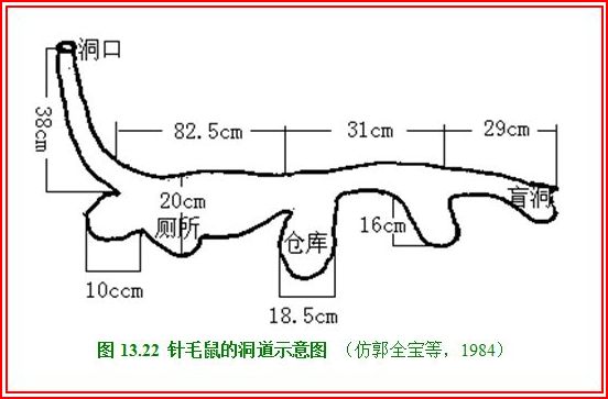  p>针毛鼠(学名: i>niviventer fulvescens /i>),是鼠科,白腹鼠属的