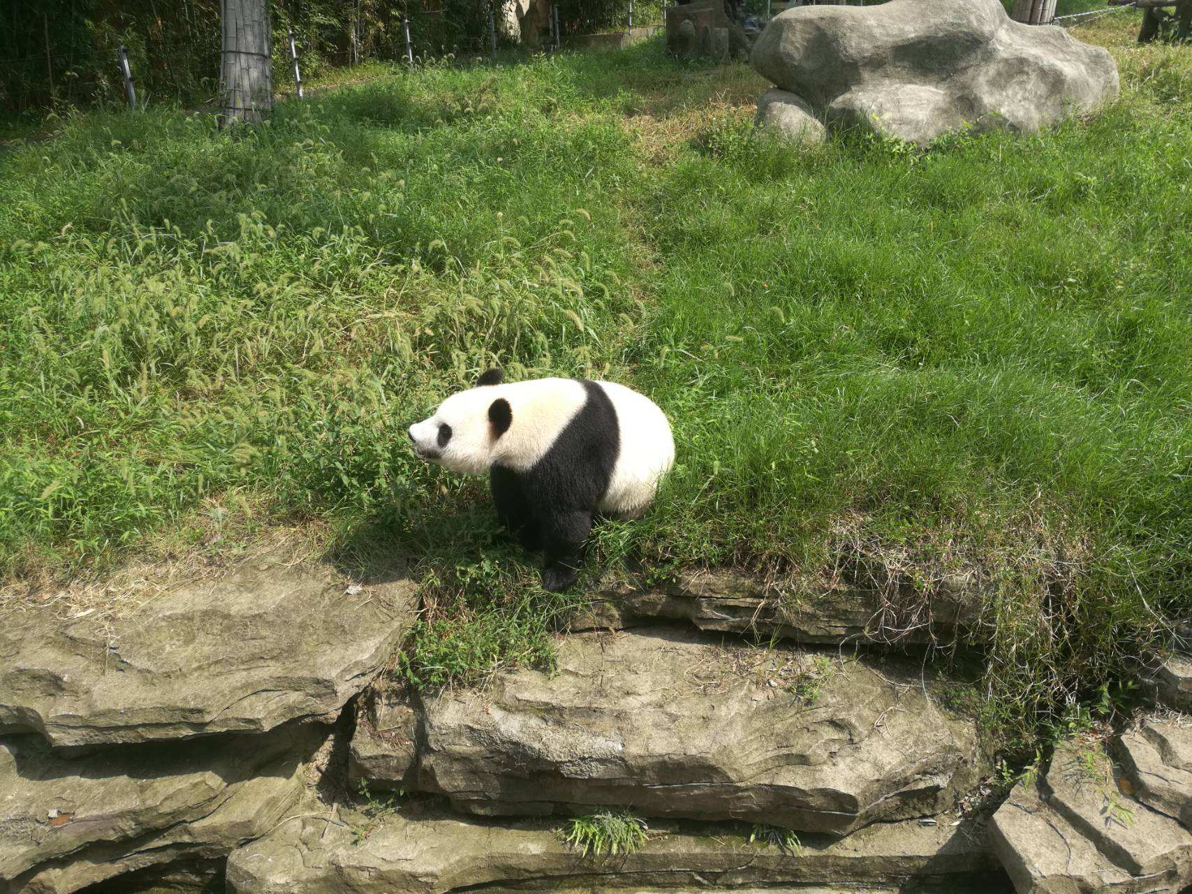  p>宁波雅戈尔动物园(ningbo youngor zoo)坐落在具有"西子风韵,太湖