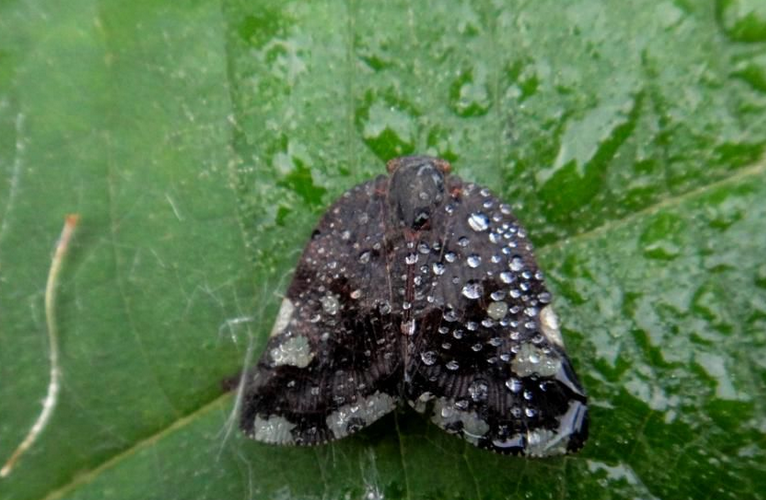  p>红圆蚧, i>aonidiella aurantii /i> mask ,[别名]  a target="