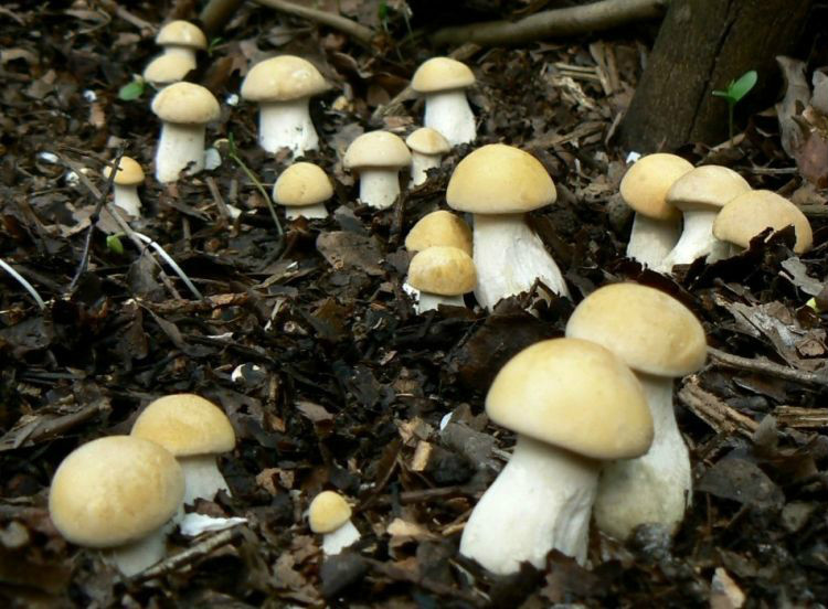  p>香杏丽蘑又称虎皮香杏,黄皮口蘑,香杏蘑.