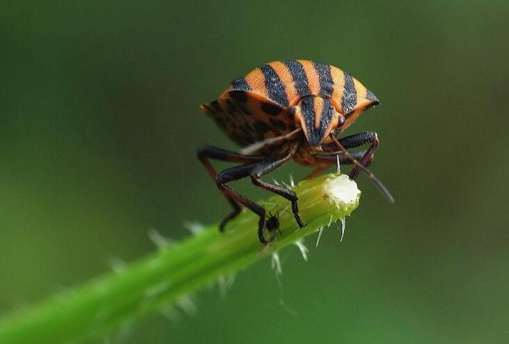  p>昆虫名,为半翅目,蝽科.