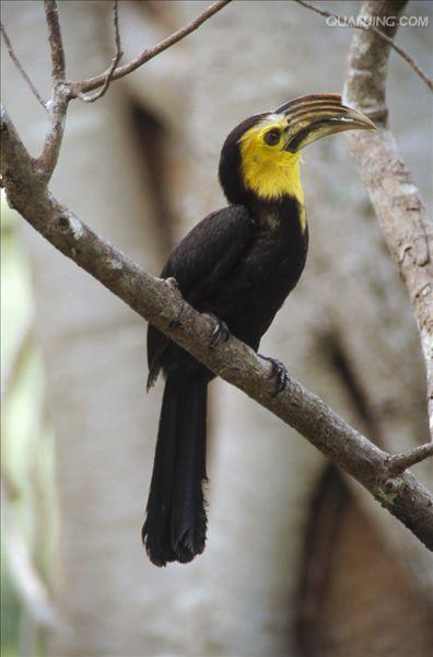  p>犀鸟( i>anthracoceros albirostris /i>)是一种奇特而珍贵的大型