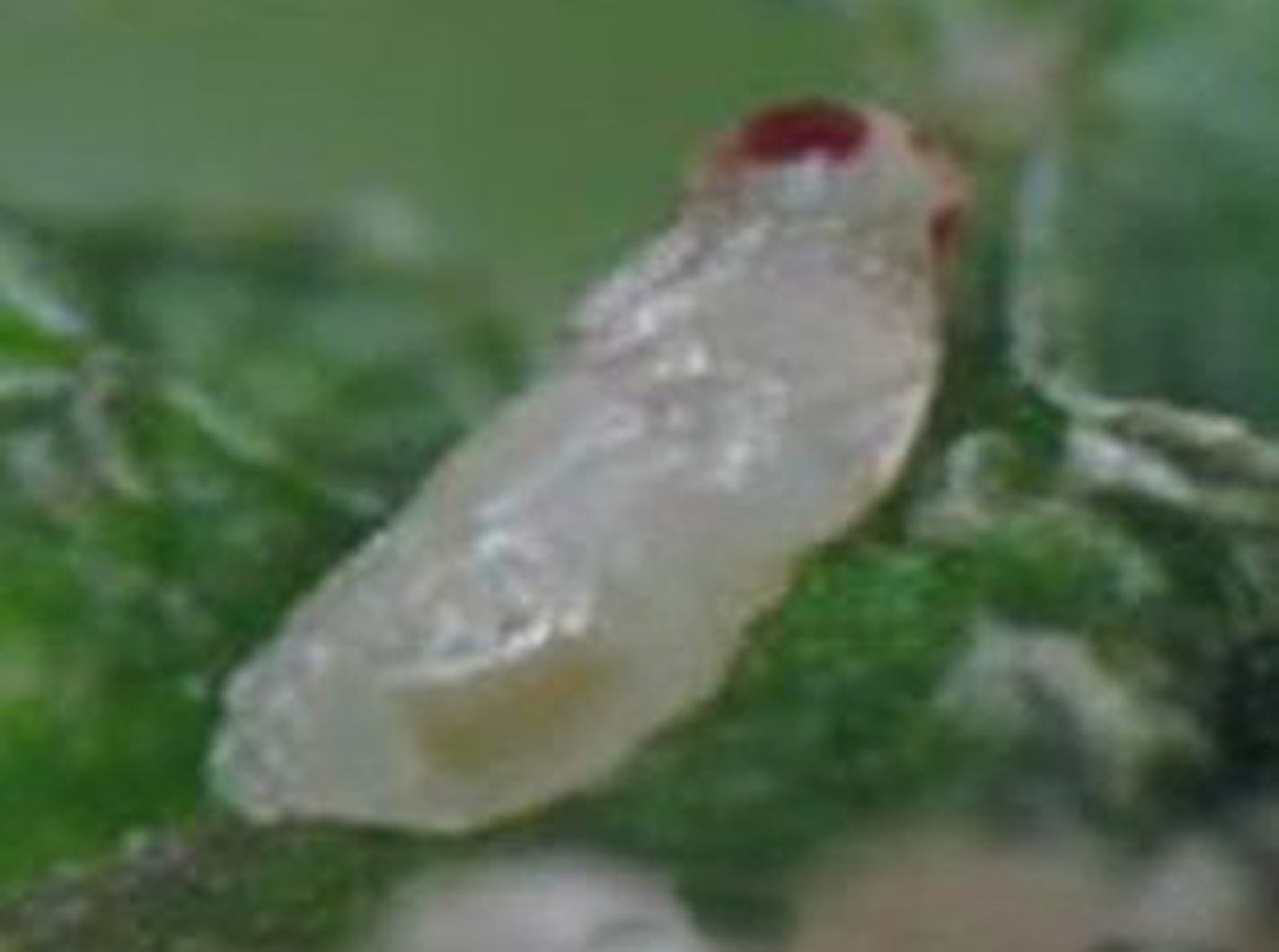 quadrastichus erythrinae kim