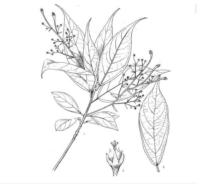  p>长序三宝木(学名:trigonostemon howii merr.